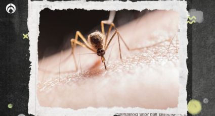 Dime qué jabón usas y te diré qué tanto atrae a los mosquitos, según estudio