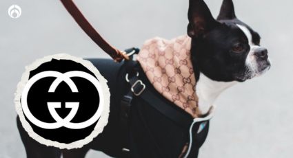 Perritos: estos son los artículos de lujo que vende Gucci para tu ‘lomito’