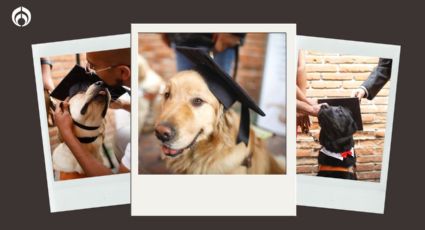 FOTOS: Perritos se gradúan como guías para personas con discapacidad visual