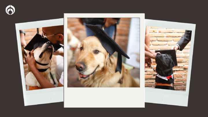 FOTOS: Perritos se gradúan como guías para personas con discapacidad visual