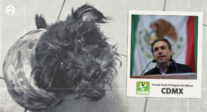 “Necesario implementar acciones ante el aumento de maltrato animal en CDMX”: Partido Verde