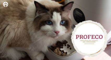 Estas croquetas para gato son más baratas y mejores que las de Purina Pro Plan, según Profeco