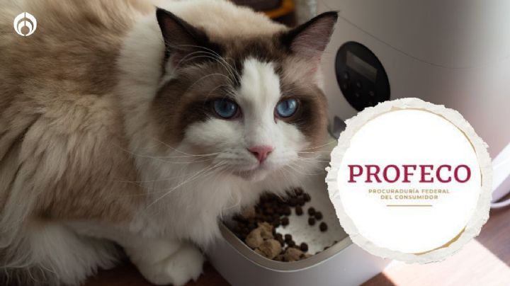 Estas croquetas para gato son más baratas y mejores que las de Purina Pro Plan, según Profeco