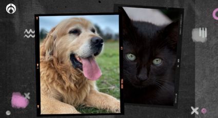 ¿Eres gato negro o golden retriever? 5 características que definen cada personalidad