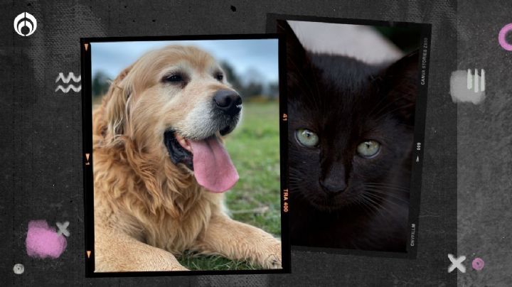 ¿Eres gato negro o golden retriever? 5 características que definen cada personalidad