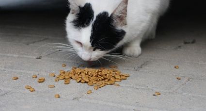 Estas son las croquetas para gatos que sí experimentan con animales, según Profeco