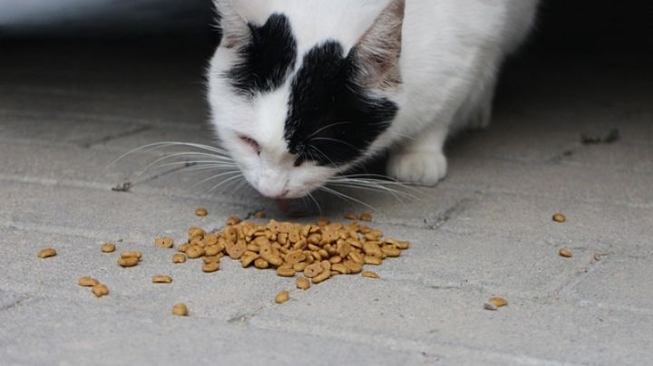 Estas son las croquetas para gatos que sí experimentan con animales, según Profeco