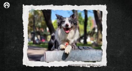 (VIDEO) Así fue el momento exacto en que el perrito Balam rescató a una persona en Turquía