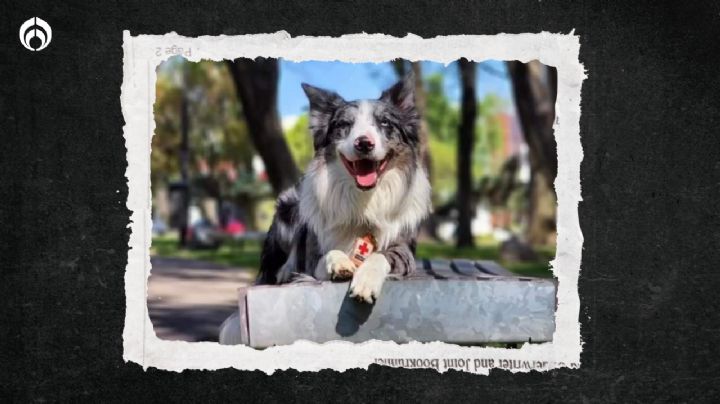 (VIDEO) Así fue el momento exacto en que el perrito Balam rescató a una persona en Turquía