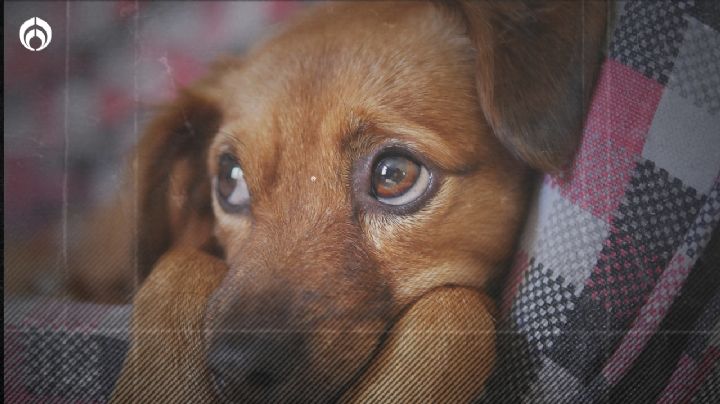 Perritos: ¿A qué edad dejan de crecer los 'lomitos'?