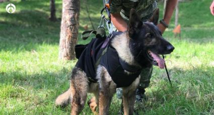 Muere Proteo, perrito rescatista mexicano que ayudaba tras terremoto en Turquía