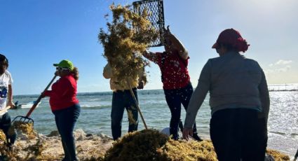 Arranca jornada “Tod@s contra el Sargazo” en playas de Quintana Roo