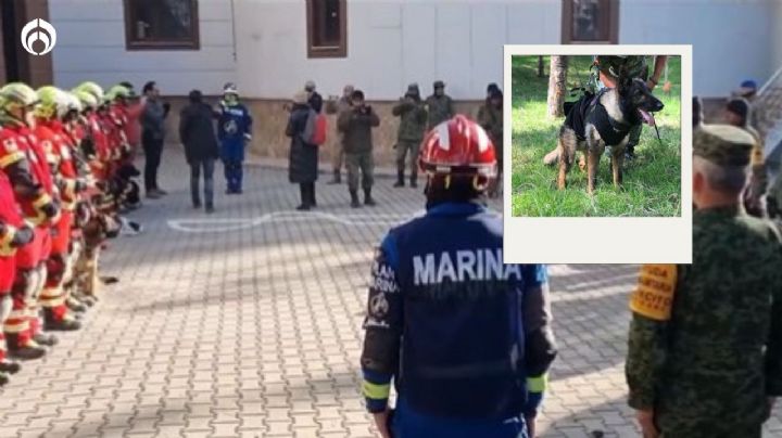 (VIDEO) Brigadistas despiden a Proteo, perrito rescatista que murió en Turquía