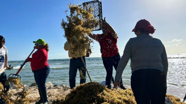 Arranca jornada “Tod@s contra el Sargazo” en playas de Quintana Roo