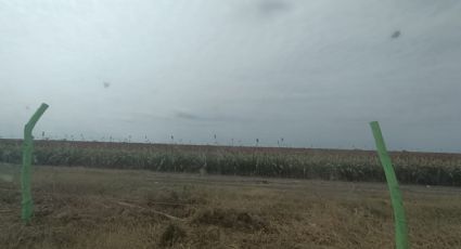 Sequía en México: Sorgo en Altamira se ve afectado por falta de lluvias