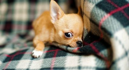 ¿Por qué los perros chihuahueños son tan enojones? No creerás la razón