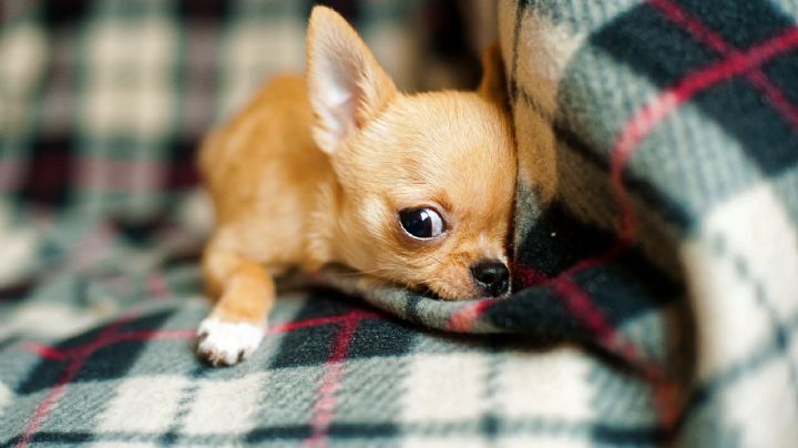 ¿Por qué los perros chihuahueños son tan enojones? No creerás la razón