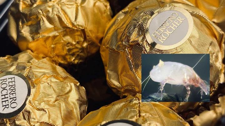 VIDEO: ¿Cómo se ve un Ferrero Rocher desde un microscopio? No te lo querrás comer