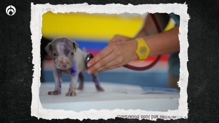 Perritos: ¿cuál es la primera vacuna que debo ponerle a mi 'lomito'?