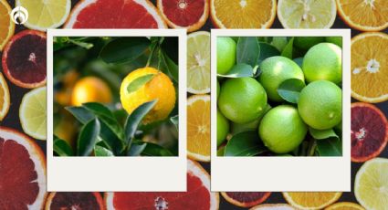 ¿Cuál es la diferencia entre los limones amarillos y los verdes?