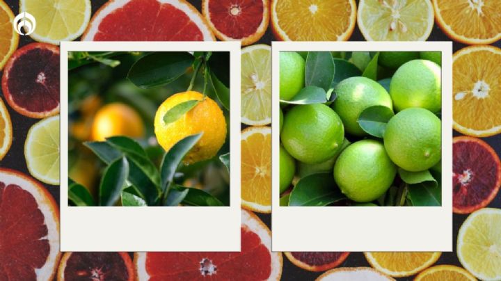 ¿Cuál es la diferencia entre los limones amarillos y los verdes?