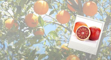 ¿Cuál es la diferencia entre la naranja roja y la naranja común?