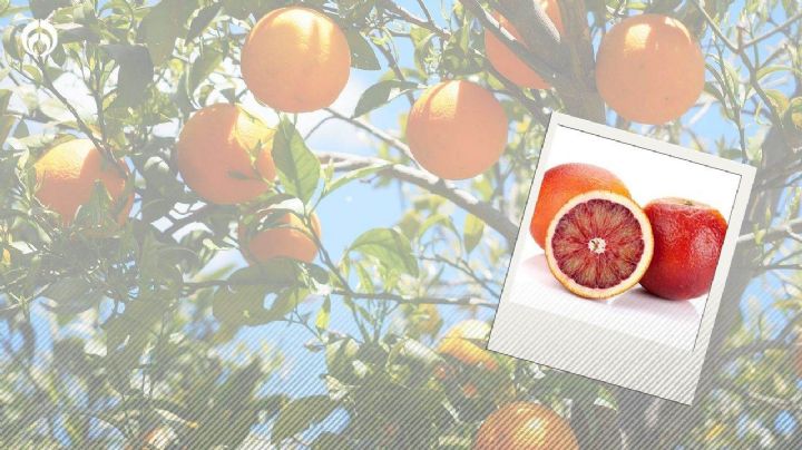 ¿Cuál es la diferencia entre la naranja roja y la naranja común?