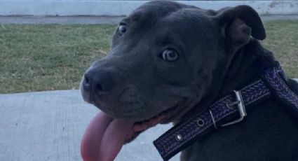 Muere perrita pitbull por presunta negligencia médica de veterinario sin cédula profesional