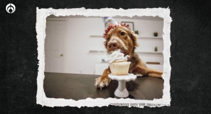 Perritos: Así puedes preparar un pastel si es el cumpleaños de tu ´lomito´