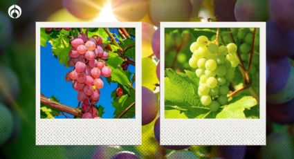 Uvas rojas y verdes: ¿Por qué hay de diferentes colores y cuáles son sus diferencias?