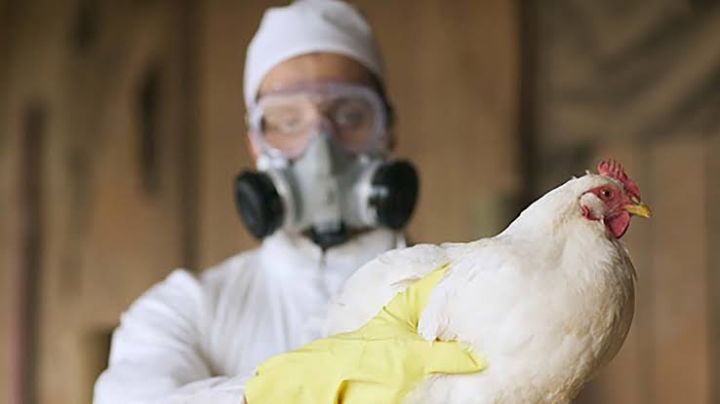 'Matanza' de gallinas en Altamira... ¿Por gripe aviar?