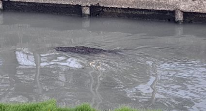 Alerta cocodrilo: existe una sobrepoblación de reptiles en la laguna y es necesario reubicarlos