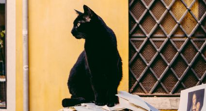 ¿Por qué se dice que los gatos negros traen mala suerte? Esta es la historia