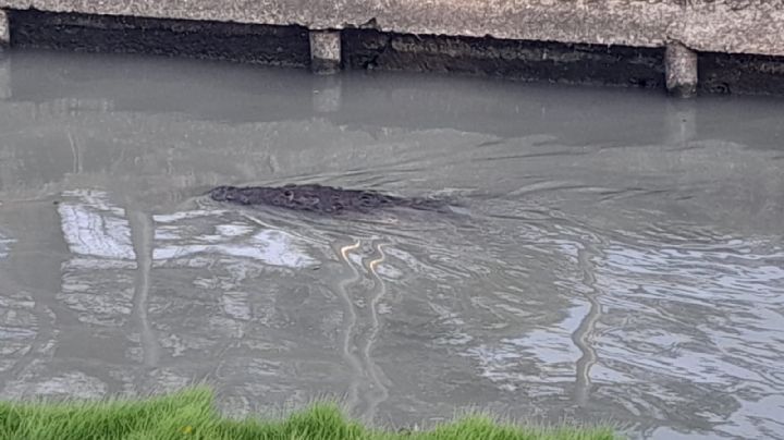 Alerta cocodrilo: existe una sobrepoblación de reptiles en la laguna y es necesario reubicarlos