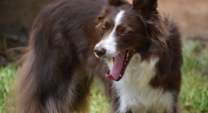 Perritos: ¿por qué bostezan y qué significa?