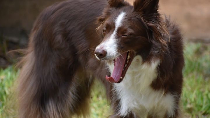 Perritos: ¿por qué bostezan y qué significa?