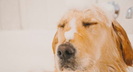 Perritos: este es el mejor champú para bañar a tu 'lomito'