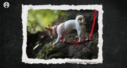 Perritos: ¿Qué hacer si a tu 'lomito' lo pica una abeja?