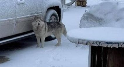 (FOTOS) Bellas y peligrosas nevadas en La Rumorosa, un riesgo potencial para la población