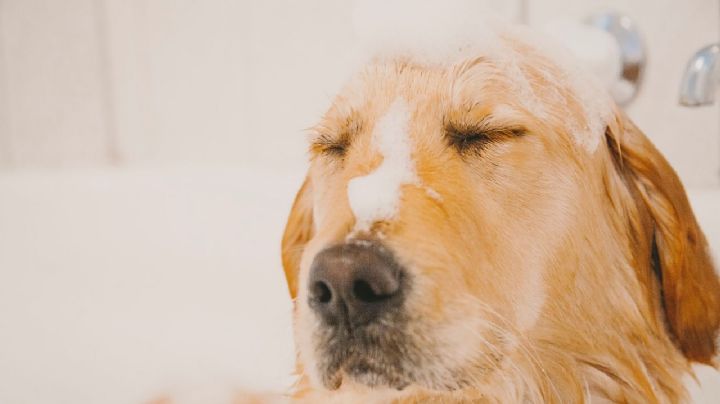 Perritos: este es el mejor champú para bañar a tu 'lomito'