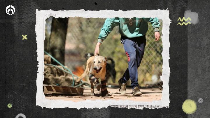 ¡Pay de Limón a la final! El perrito torturado por narco ya casi gana concurso en América