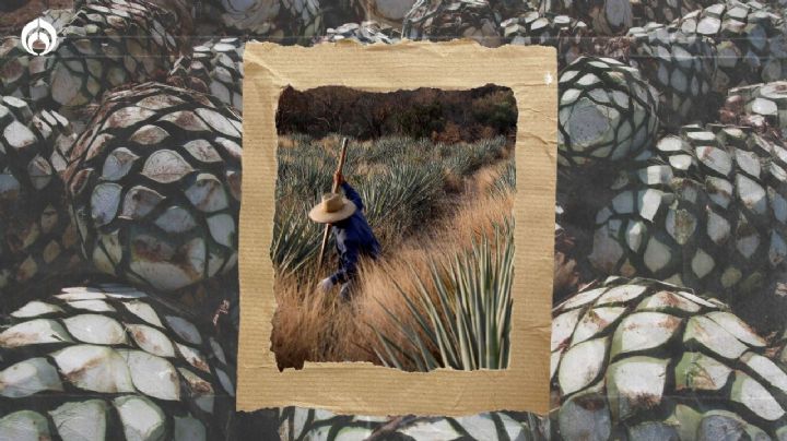 Nos quedamos sin tequila: hay escasez de agave... y Europa se 'bebe' lo que queda