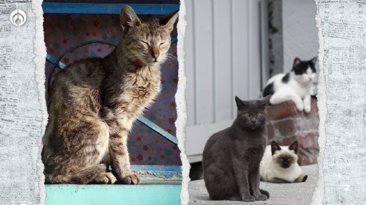 Gatitos: estas son las 3 PEORES croquetas que le puedes dar a tu 'michi'