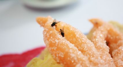 ¿Debo tirar mi comida si se le para una mosca? Esto dicen expertos