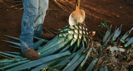 Tequila: ¿cuánto cuesta una piña de agave y por qué están escasas?