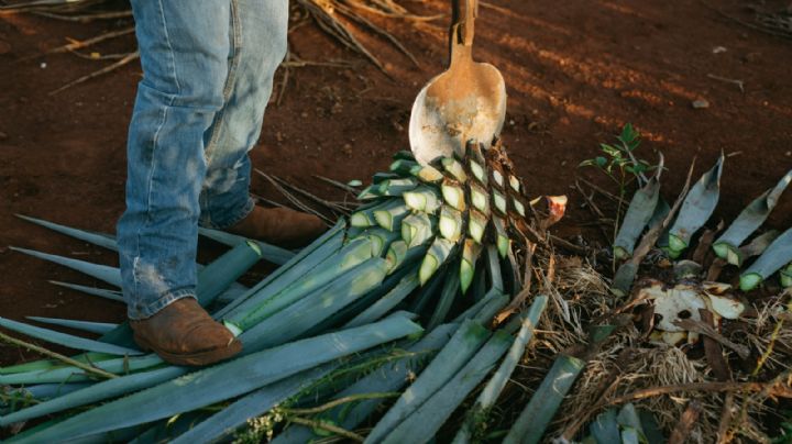 Tequila: ¿cuánto cuesta una piña de agave y por qué están escasas?