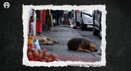 Perritos: ¿Por qué también se les dice Firulais a los 'lomitos'?