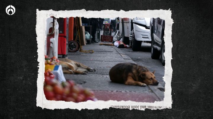 Perritos: ¿Por qué también se les dice Firulais a los 'lomitos'?