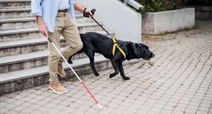 Proponen crear la Ley Estatal para el uso de "perros guía"