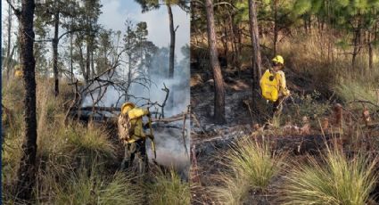 Temporada de Incendios Forestales ¿Dónde hubo conflagraciones este fin de semana?